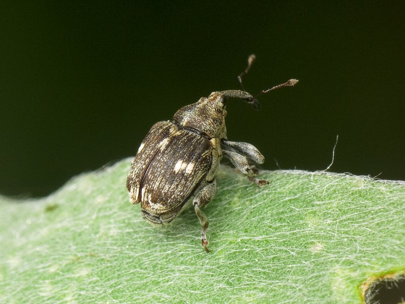 Mogulones cynoglossi (Frauenfeld, 1866)